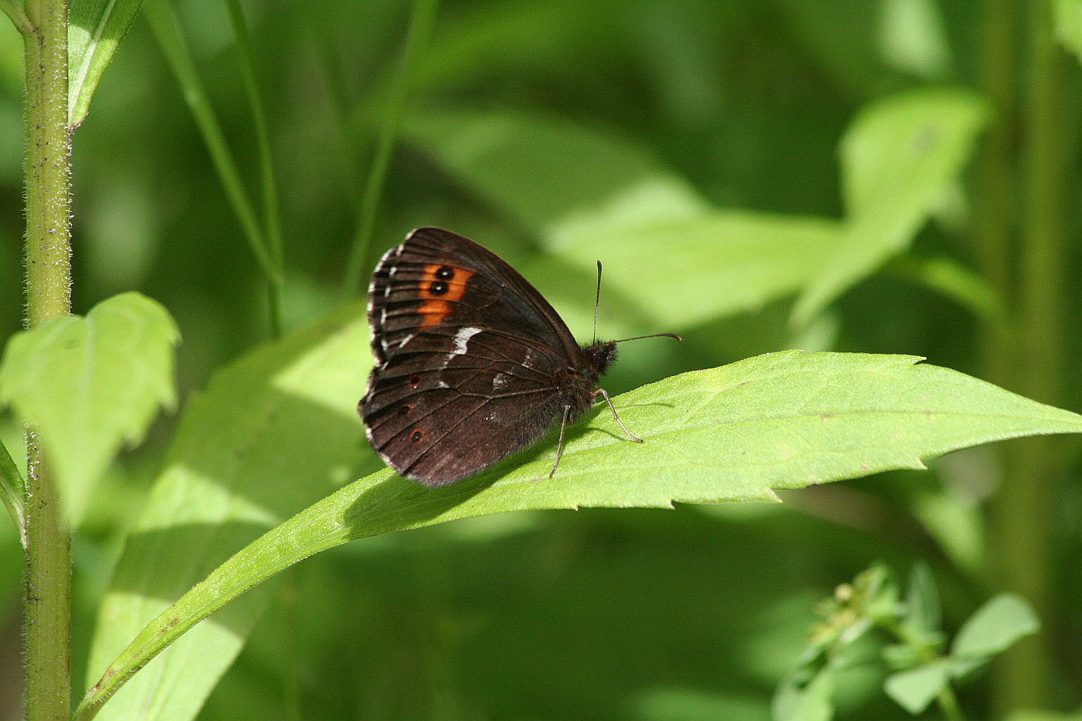 Erebia ligea?